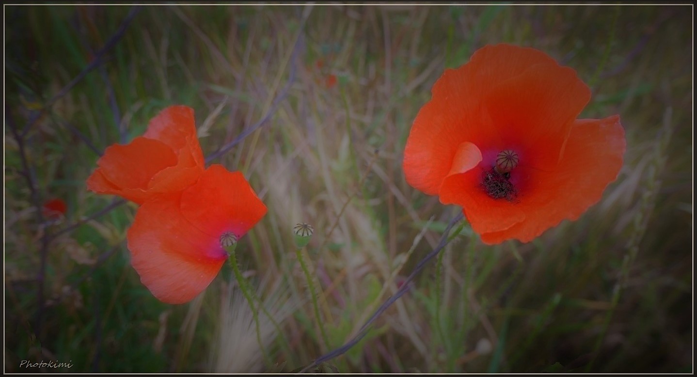 Die letzten Mohnblumen