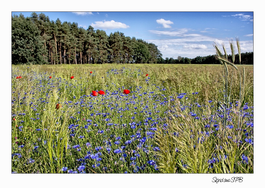 Die letzten Mohnblumen...