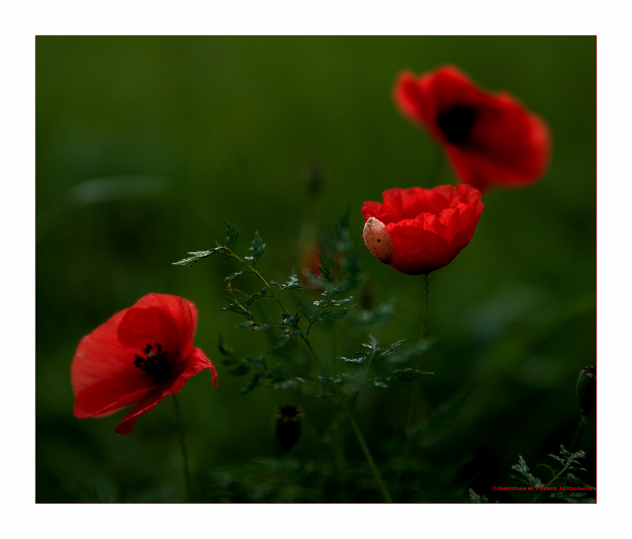 die letzten Mohnblumen...