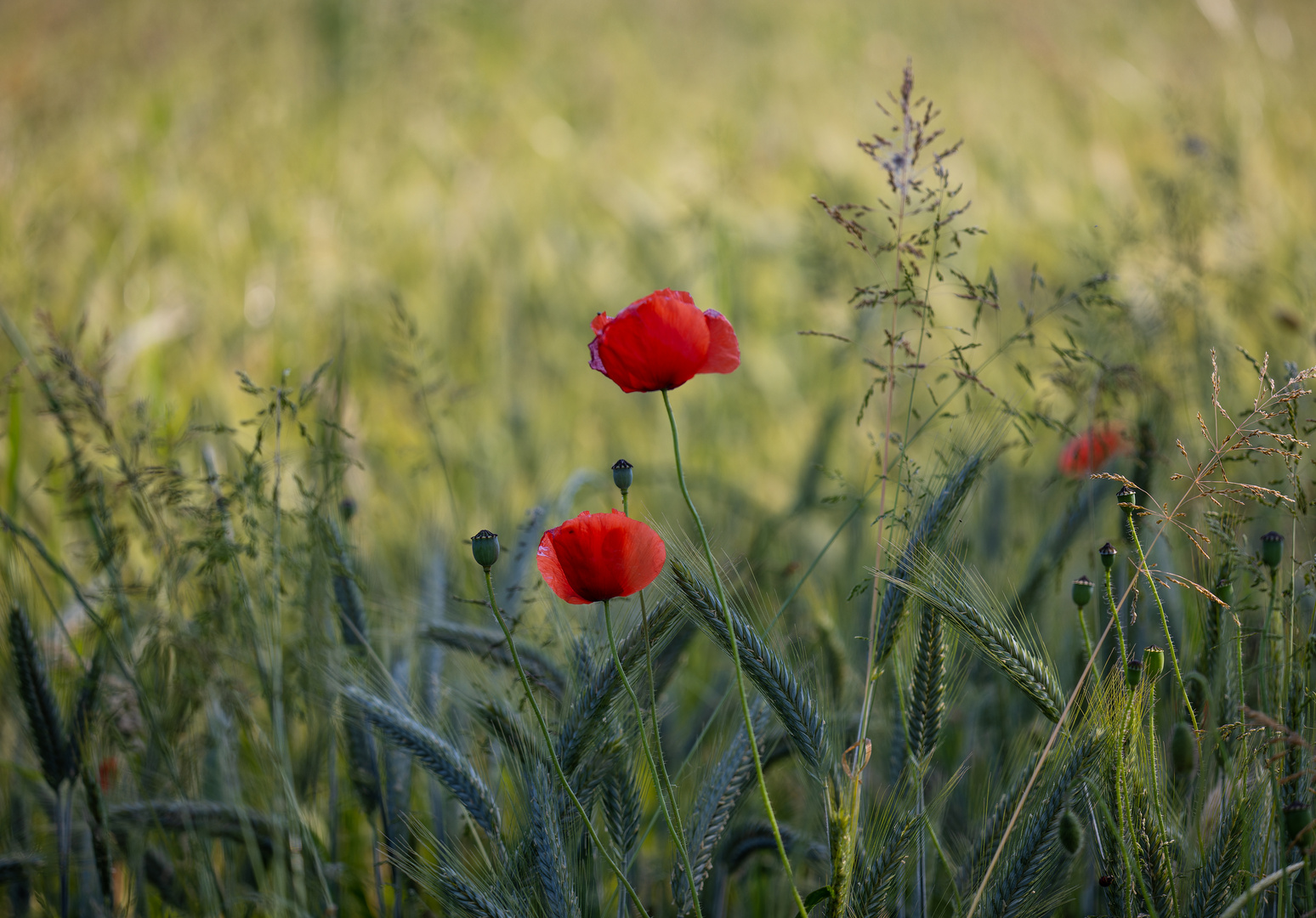 die letzten Mohnblumen