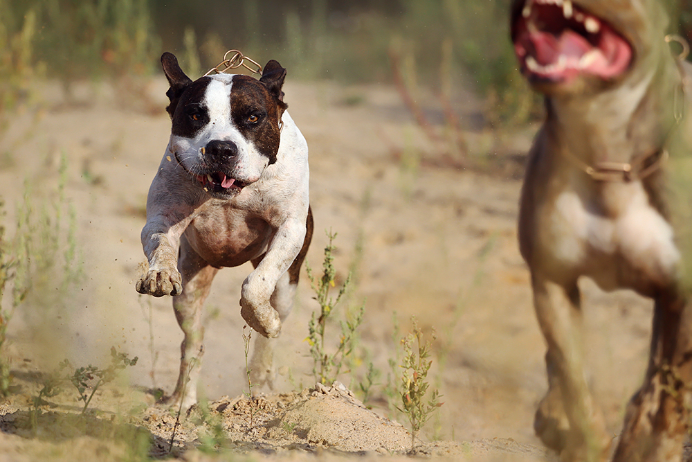 Die letzten Momente im Leben eines Hundefotografen...