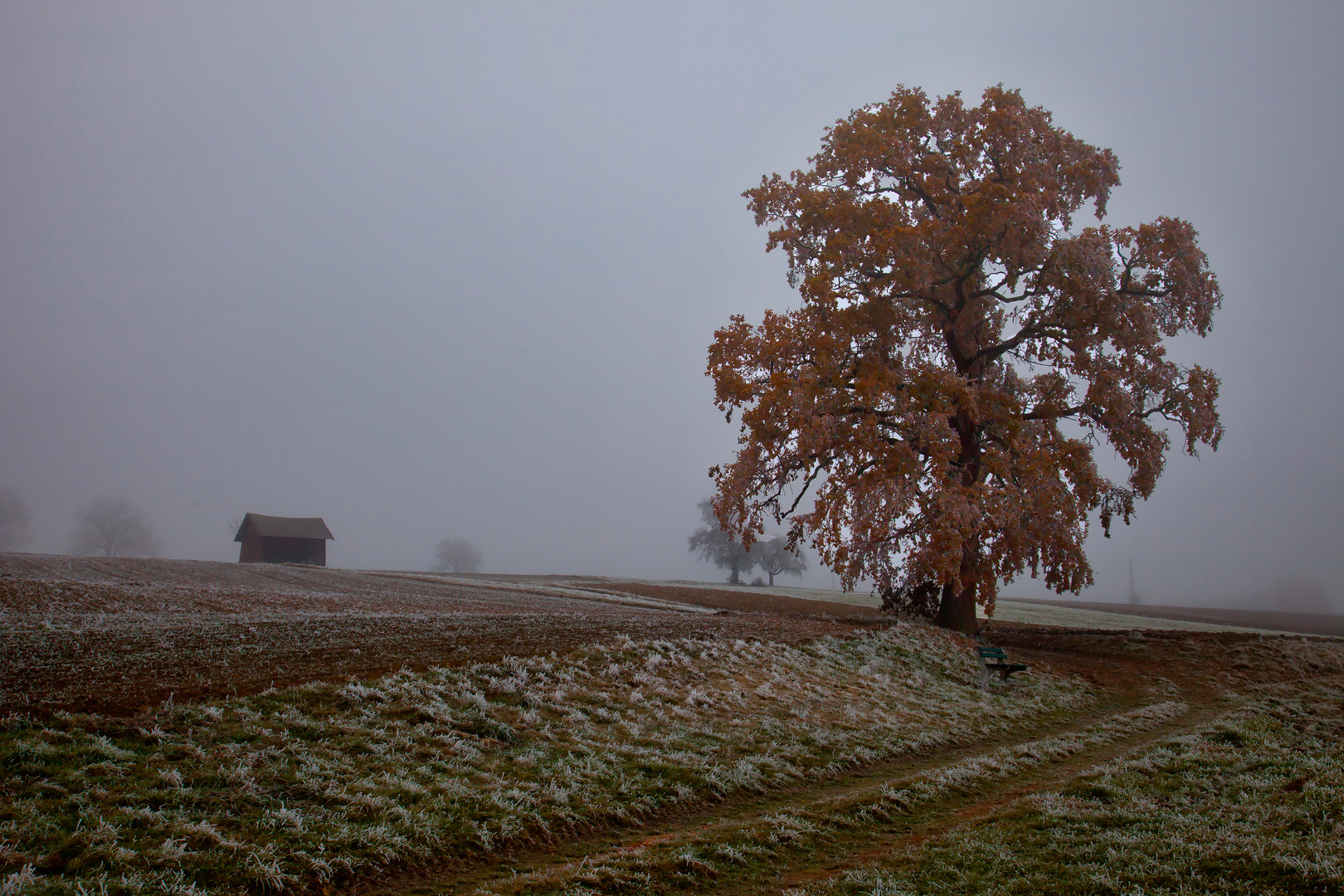 Die letzten Novembertage