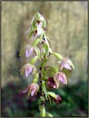 Die letzten Orchideenblüten...