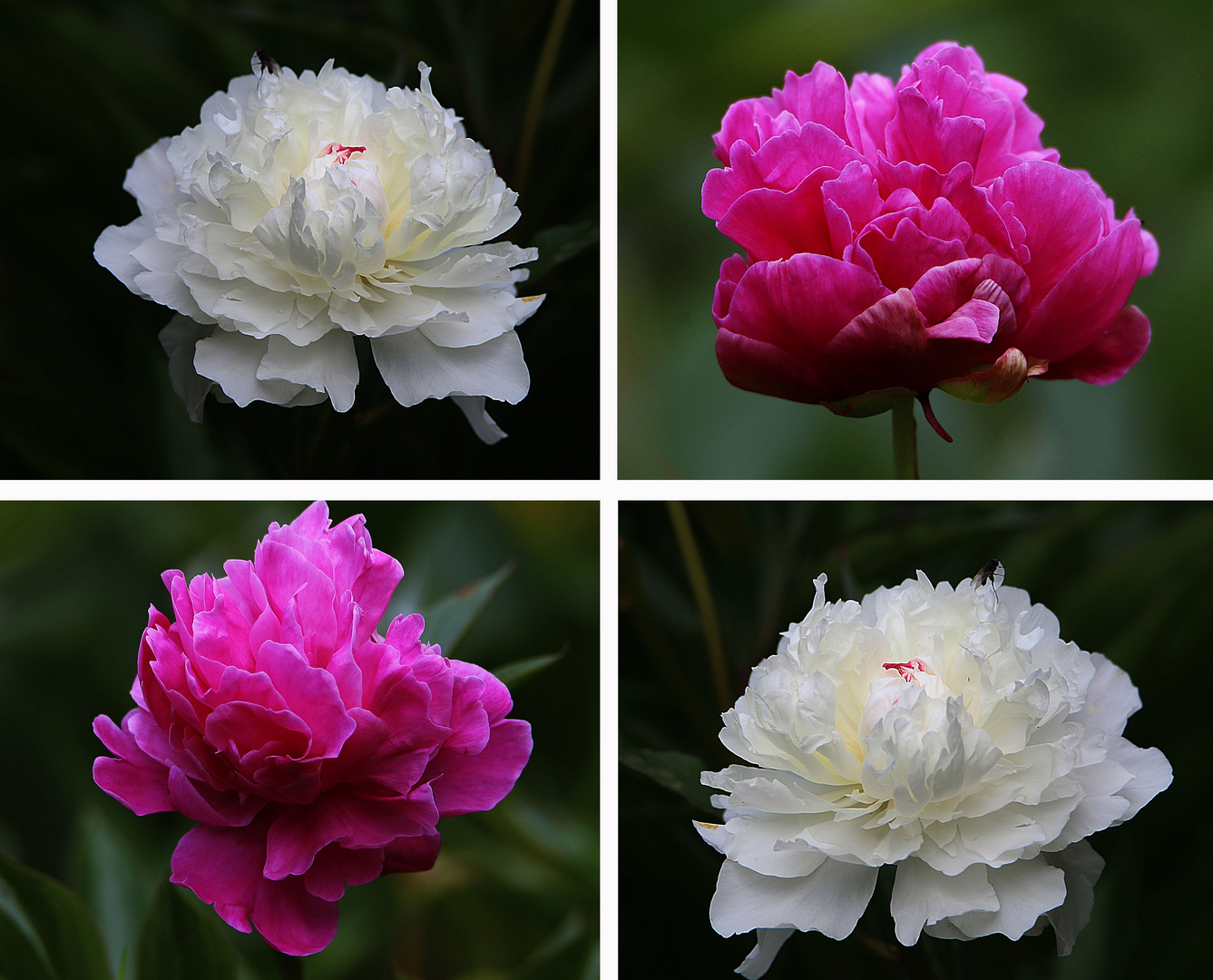 die letzten Pfingsrosen