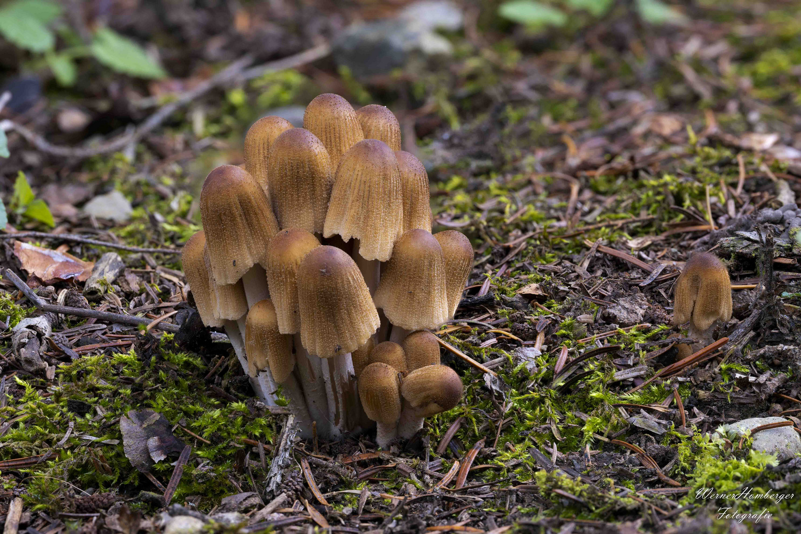 Die Letzten Pilze bevor der Winter kommt