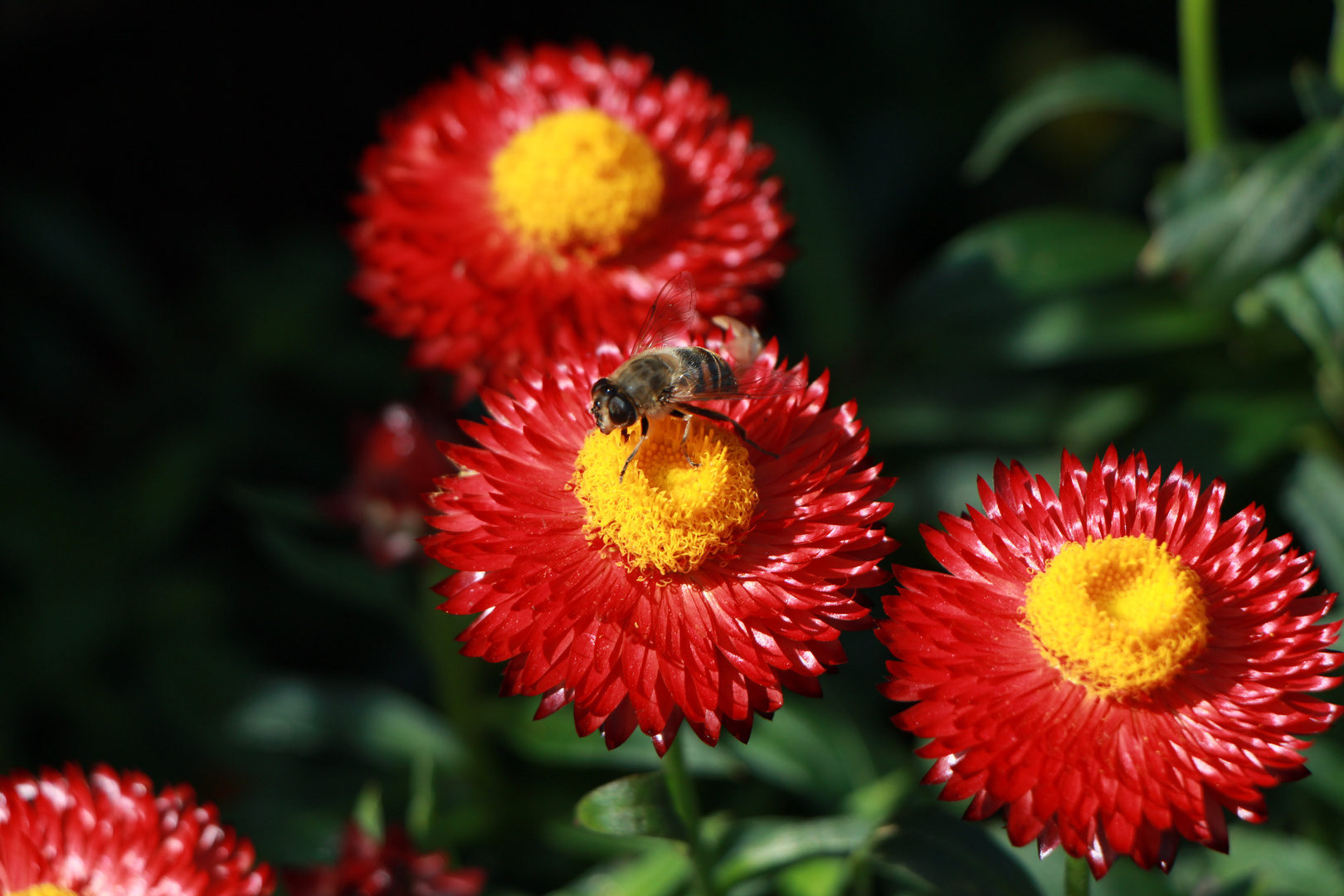 Die letzten Pollen