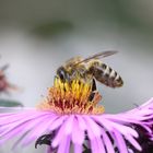 Die letzten Pollen einsammeln