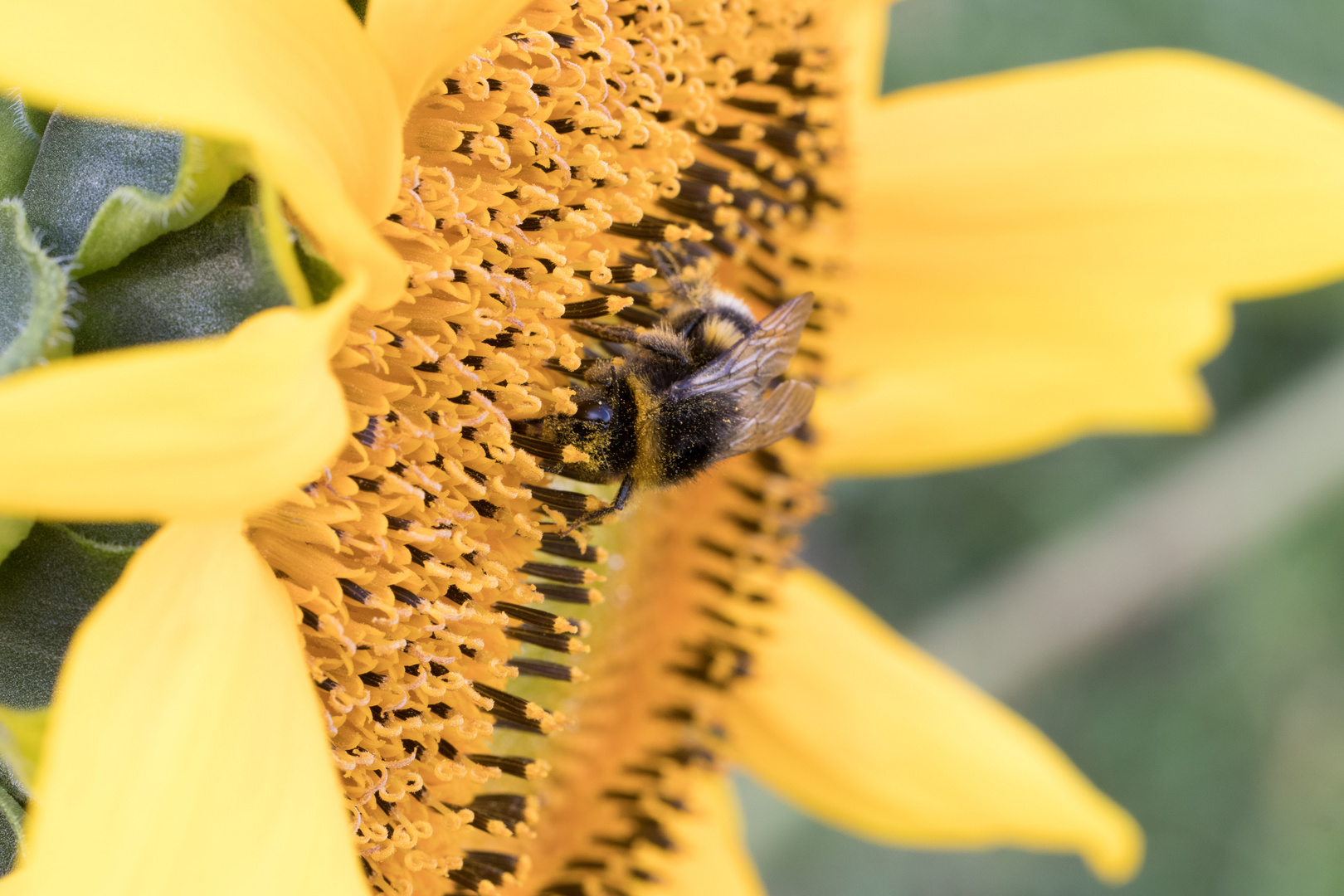 die letzten Pollen ergattern