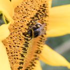 die letzten Pollen ergattern