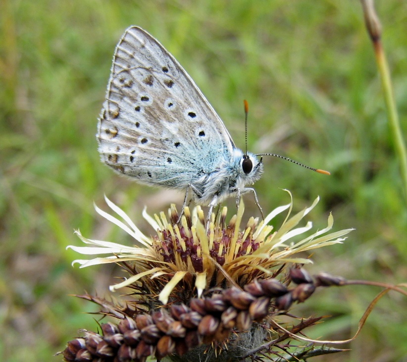 die letzten Pollen ergattern