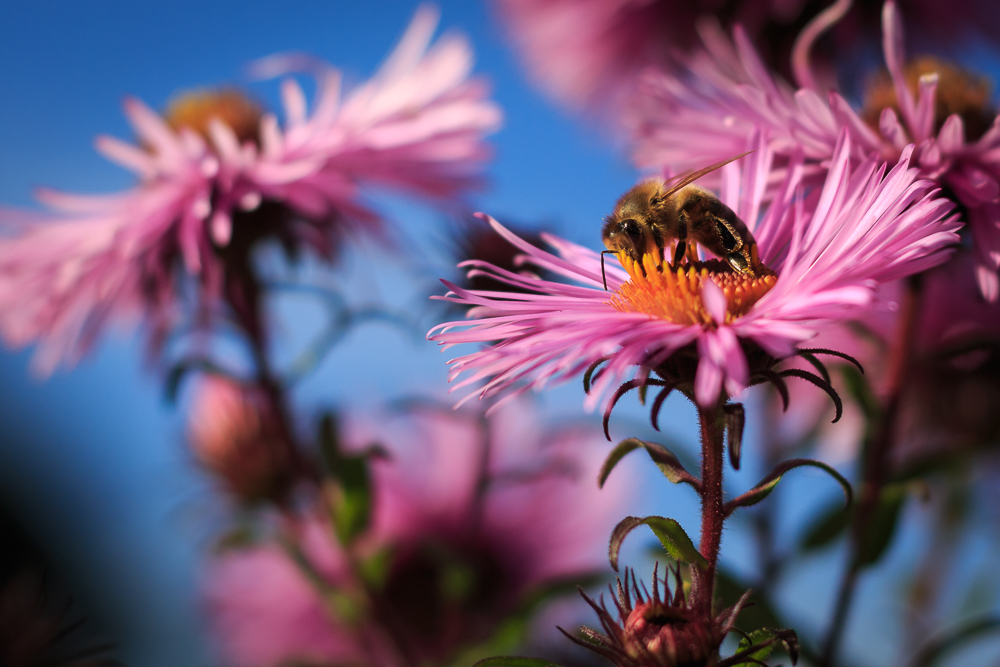 Die letzten Pollen sammeln...