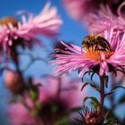 Die letzten Pollen sammeln...