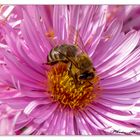 Die letzten Pollen werden noch eingesammelt.