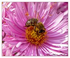 Die letzten Pollen werden noch eingesammelt.