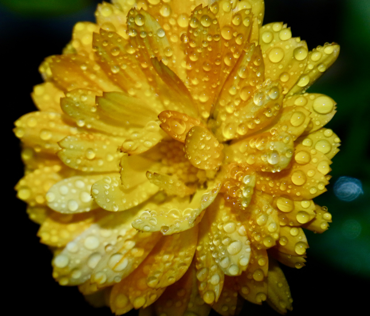 die letzten Regentropfen auf der Ringelblume