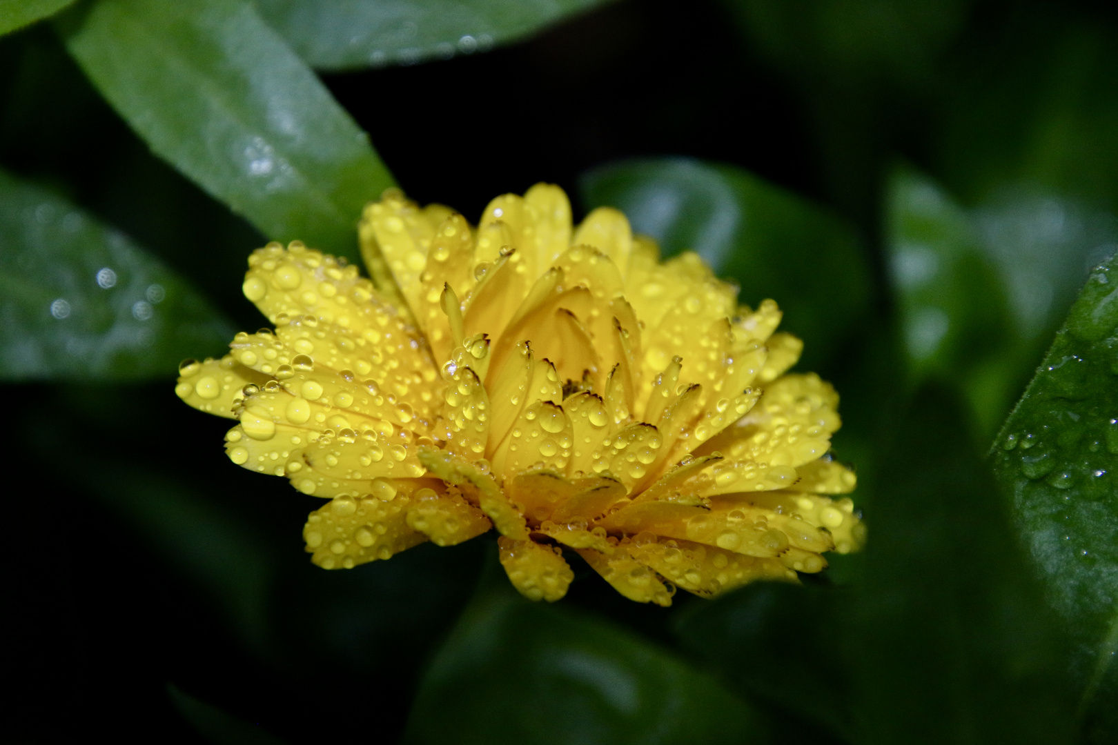 die letzten Regentropfen auf der Ringelblume