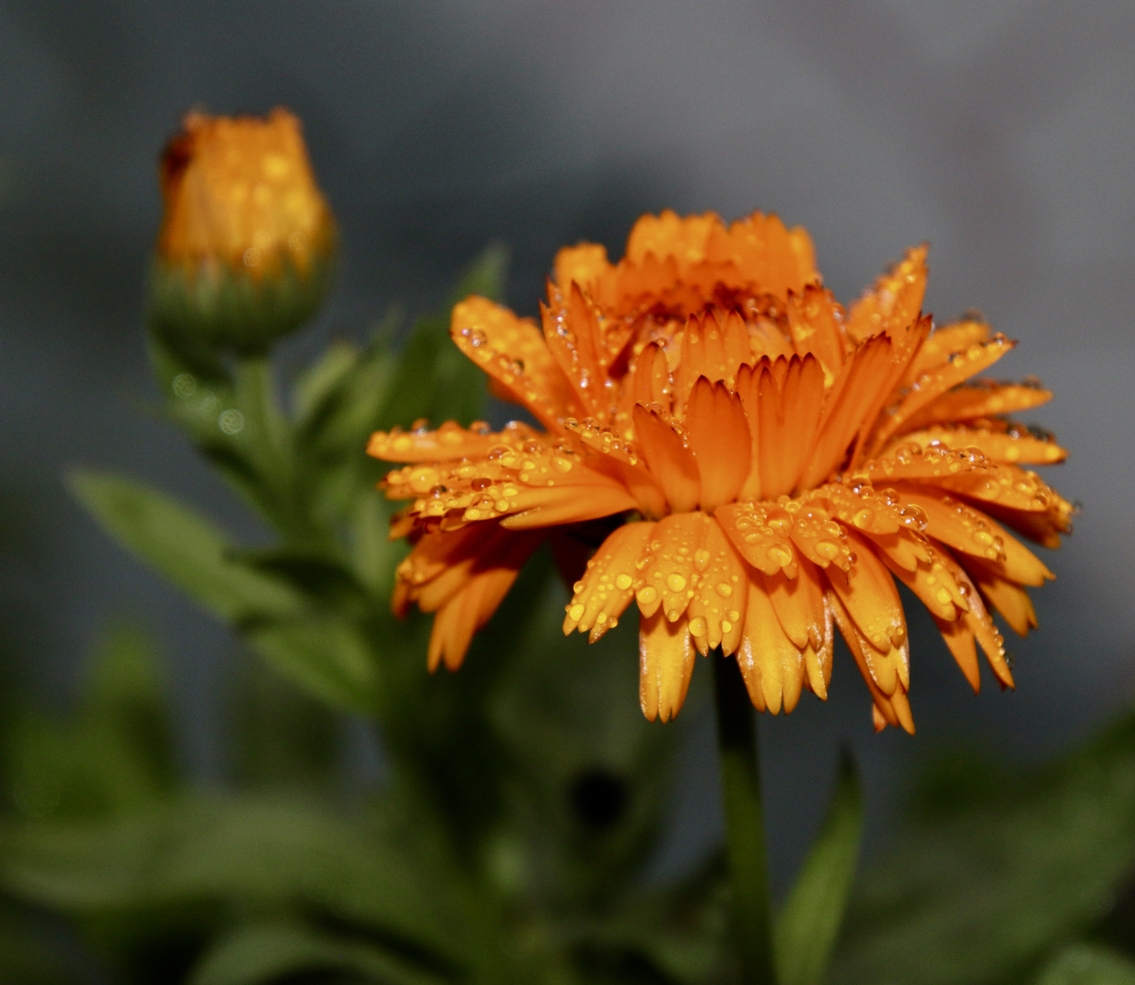 die letzten Regentropfen auf der Ringelblume