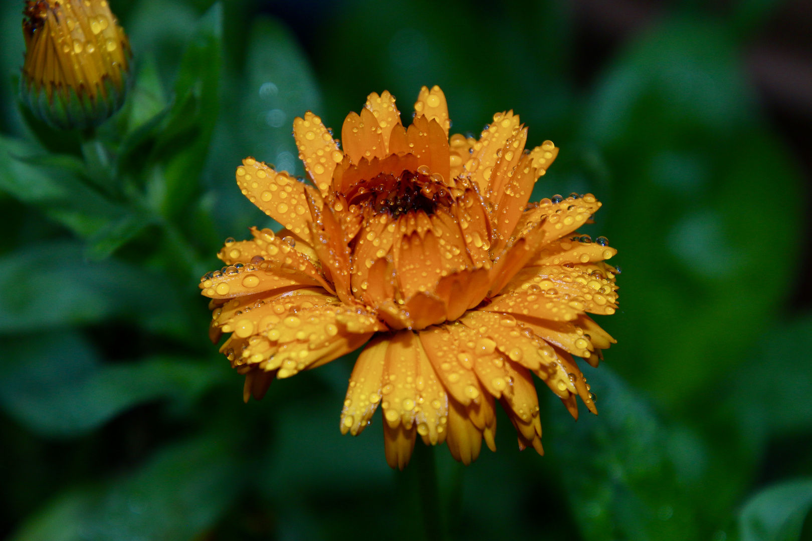 die letzten Regentropfen auf der Ringelblume