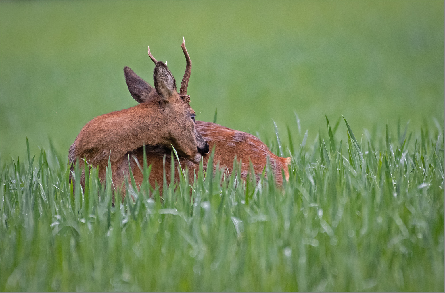 Die letzten Reste der Winterdecke   . . .