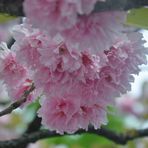 Die letzten rosa Blüten fallen bald