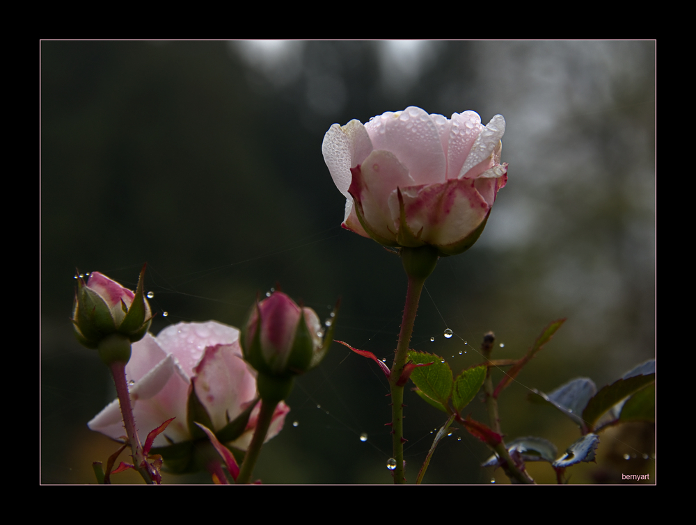 Die letzten Rosen...