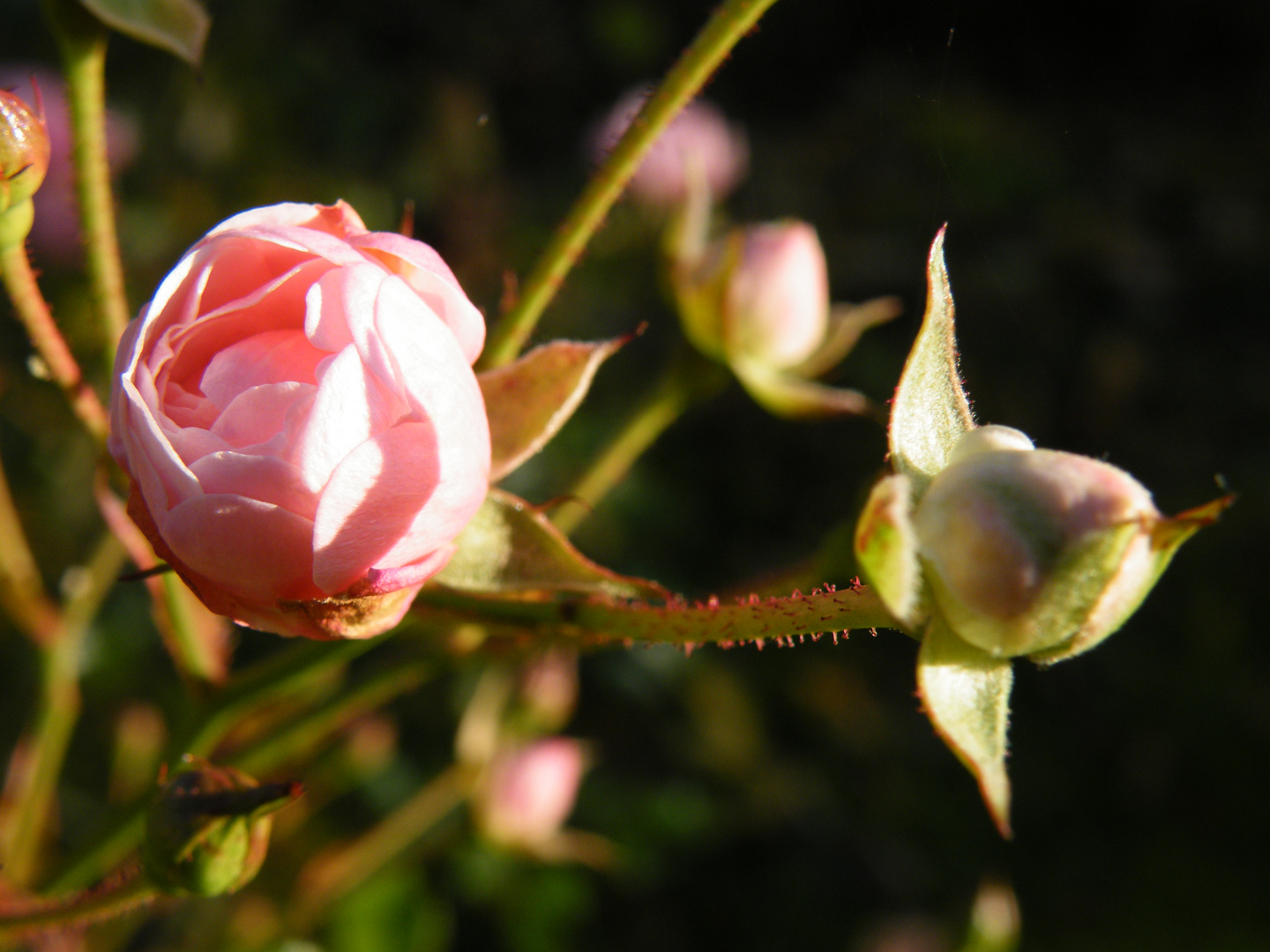 Die letzten Rosen