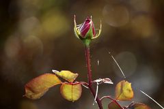 ...die letzten Rosen