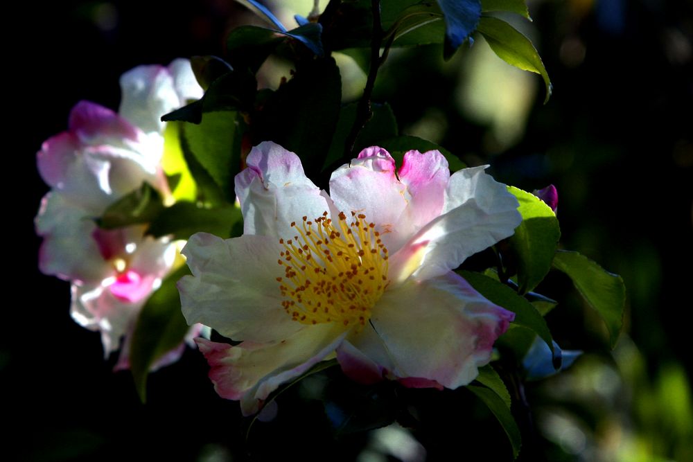 Die letzten Rosen