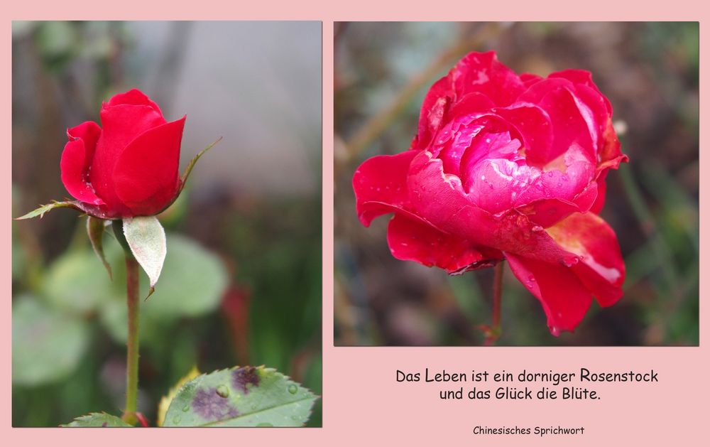 "Die letzten Rosen..."