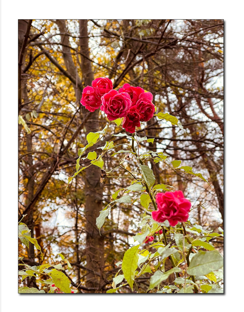 die letzten rosen ...