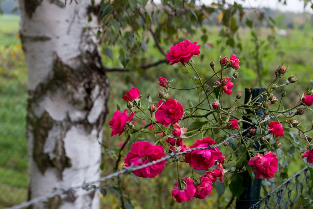 die letzten Rosen