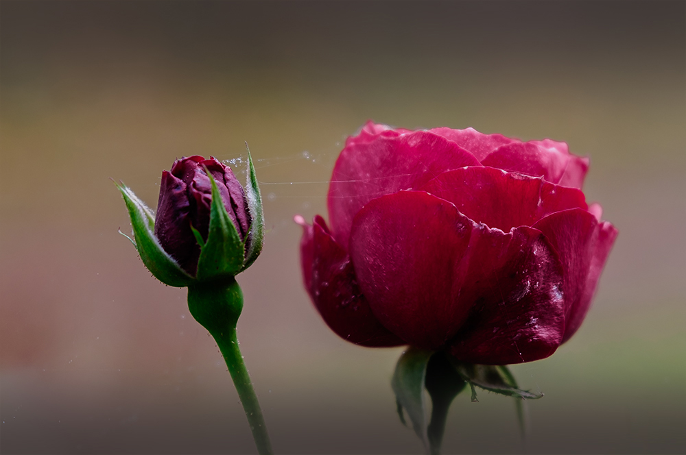 Die letzten Rosen