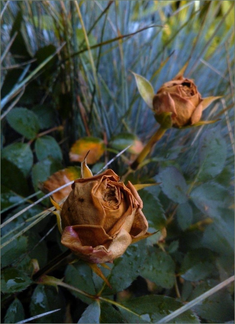 ..die letzten Rosen..