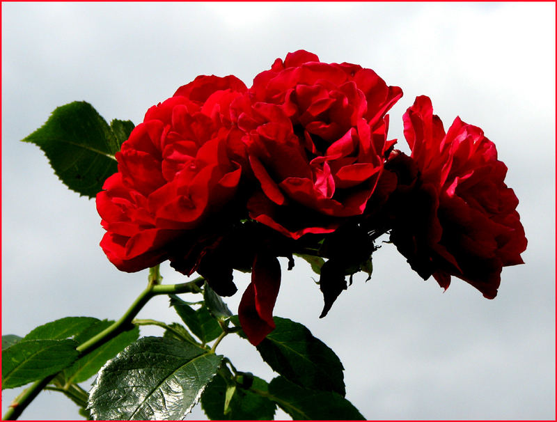 Die letzten Rosen aus dem Schrebergarten