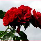 Die letzten Rosen aus dem Schrebergarten