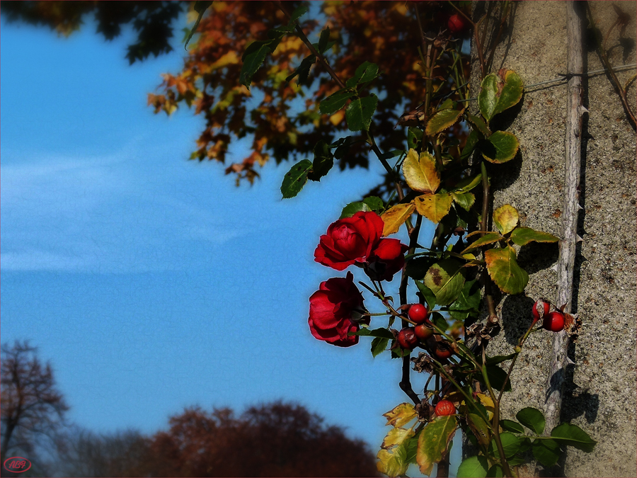 Die letzten Rosen...