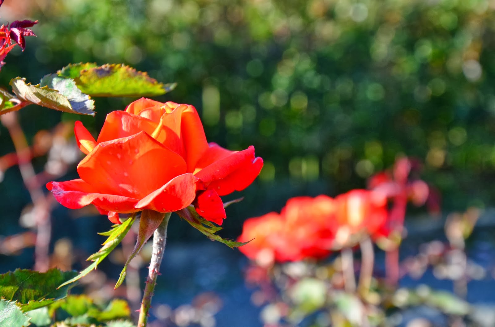 Die letzten Rosen