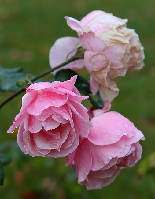 Die letzten Rosen