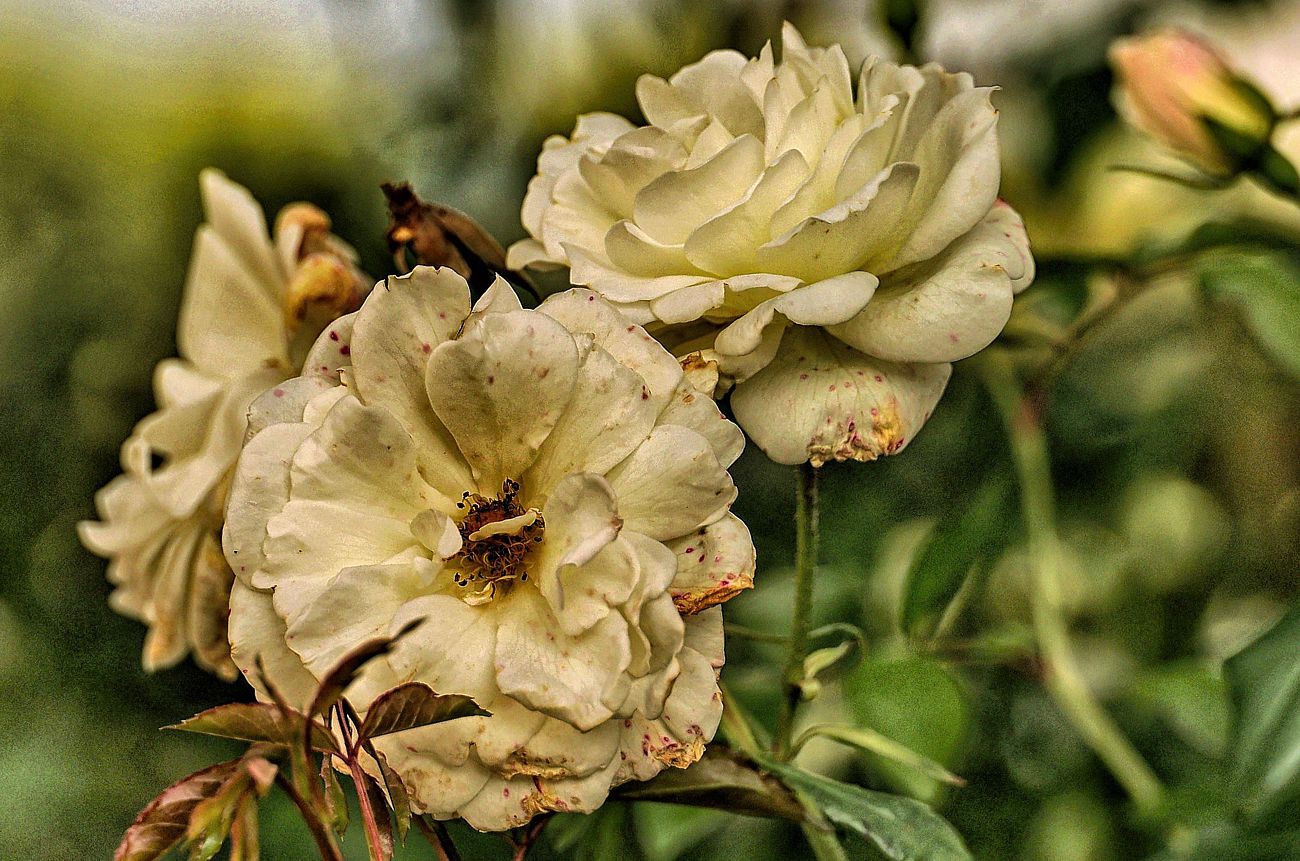 Die letzten Rosen des Sommers