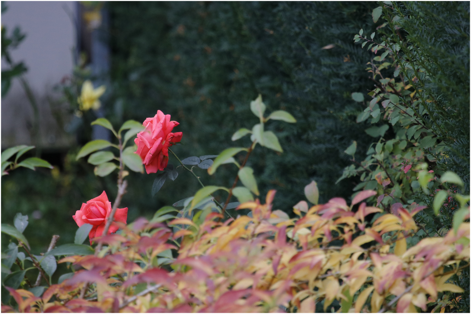 Die letzten Rosen 