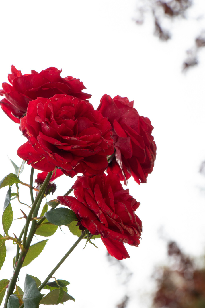 die letzten Rosen für dieses Jahr