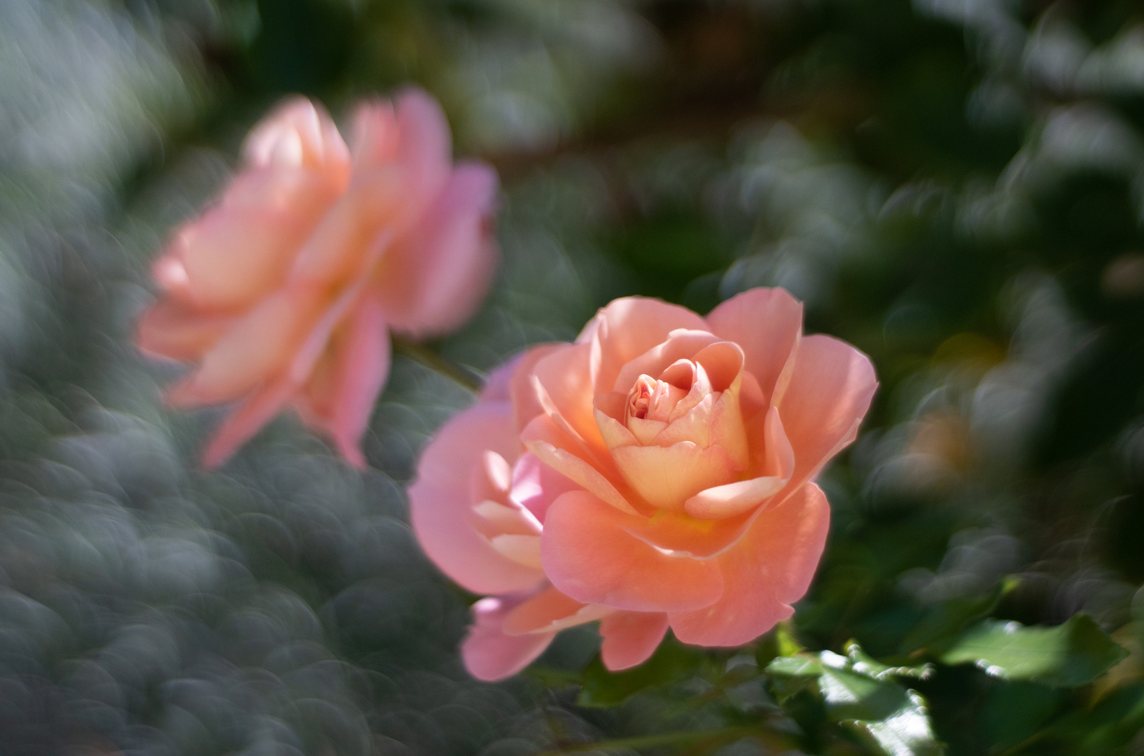 Die letzten Rosen - für dieses Jahr...