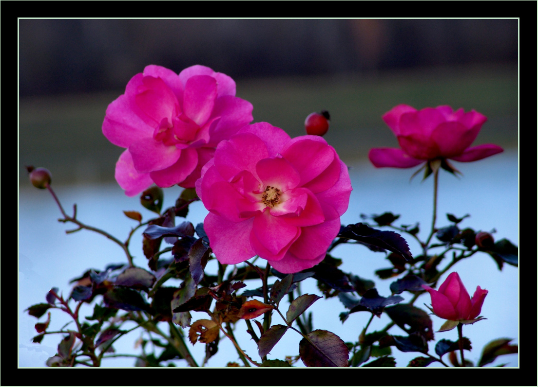 Die letzten Rosen im Garten