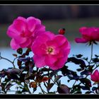 Die letzten Rosen im Garten