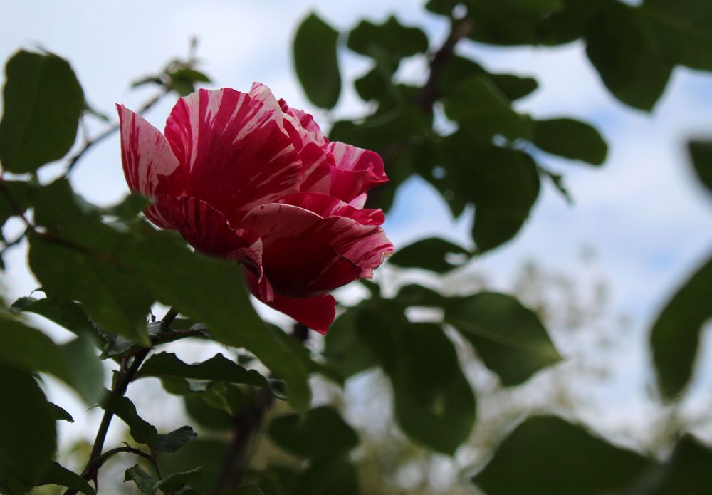 die  letzten Rosen im Garten