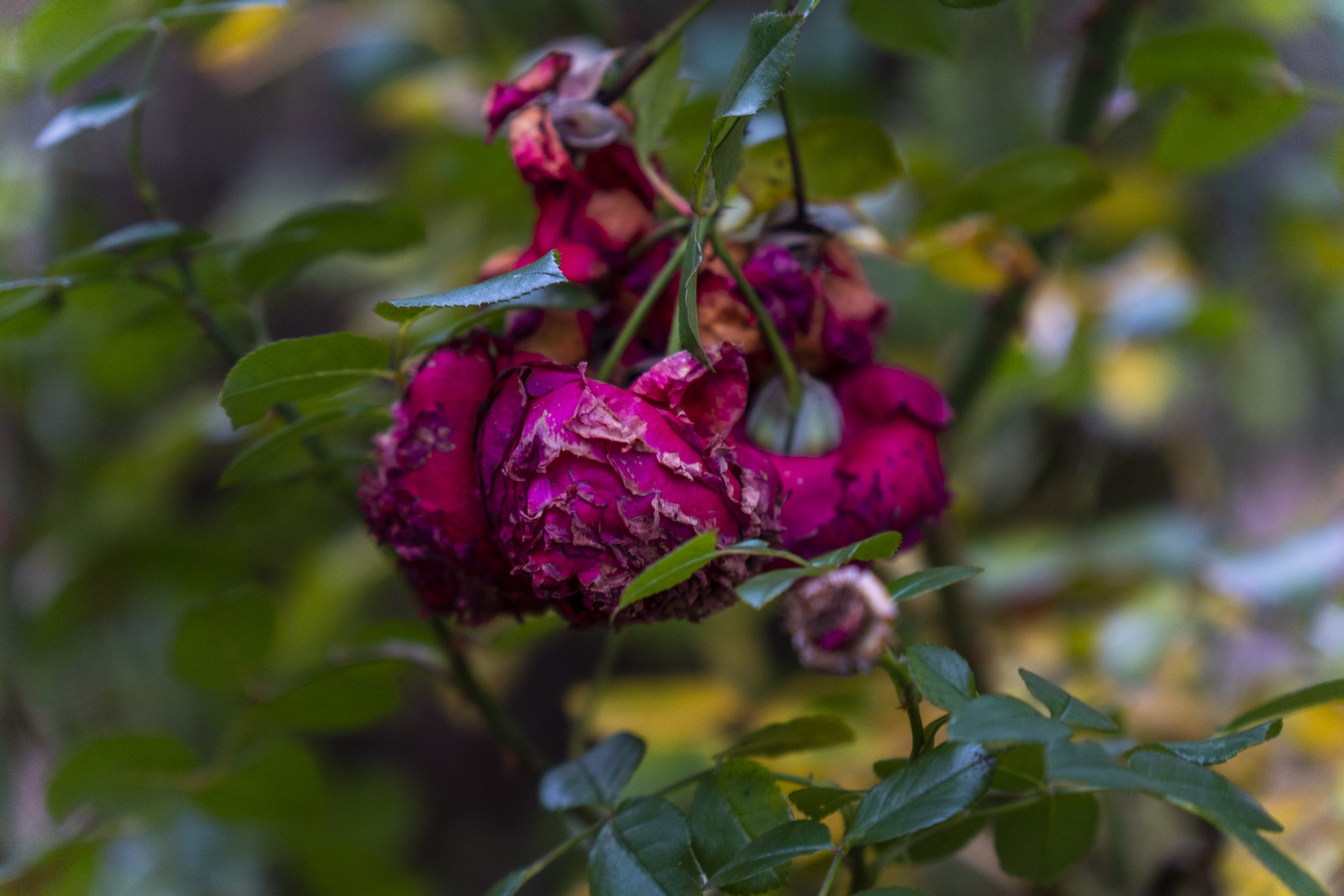 DIE LETZTEN ROSEN IM GARTEN