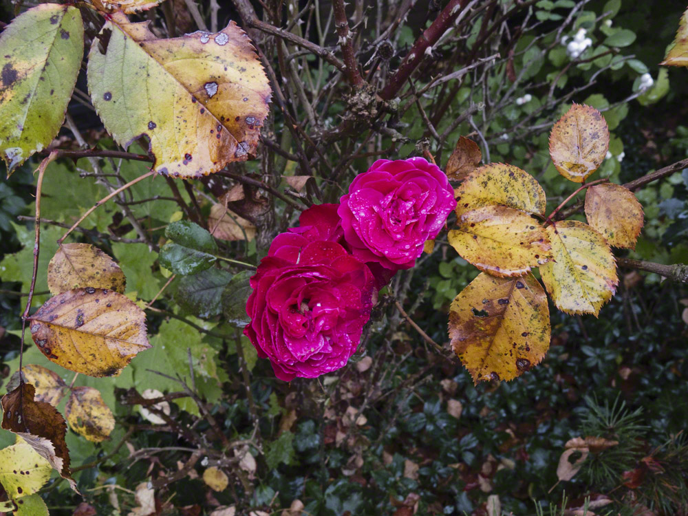 Die letzten Rosen im Herbst