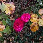 Die letzten Rosen im Herbst