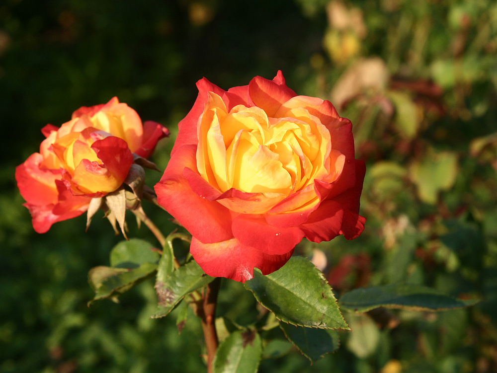 Die letzten Rosen im Jahr