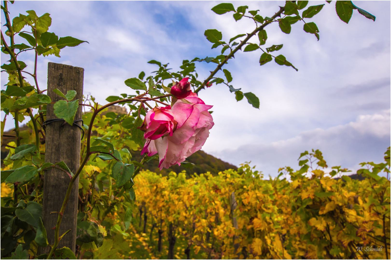 die letzten Rosen im Weinberg